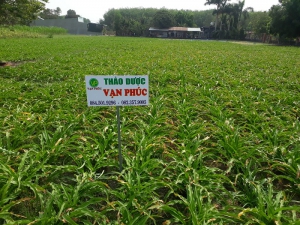Mua bán lá cây trinh nữ  hoàng cung tươi,khô, củ giống tại  Bình Thuận